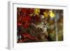 Bobcat Resting in a Tree-W^ Perry Conway-Framed Photographic Print