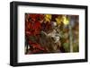 Bobcat Resting in a Tree-W^ Perry Conway-Framed Photographic Print