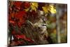 Bobcat Resting in a Tree-W^ Perry Conway-Mounted Photographic Print