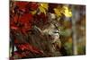 Bobcat Resting in a Tree-W^ Perry Conway-Mounted Photographic Print