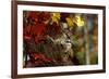 Bobcat Resting in a Tree-W^ Perry Conway-Framed Photographic Print