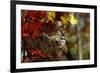 Bobcat Resting in a Tree-W^ Perry Conway-Framed Photographic Print