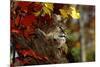 Bobcat Resting in a Tree-W^ Perry Conway-Mounted Photographic Print
