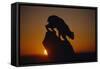 Bobcat Silhouette at Sunrise-W. Perry Conway-Framed Stretched Canvas