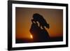 Bobcat Silhouette at Sunrise-W. Perry Conway-Framed Premium Photographic Print