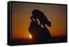 Bobcat Silhouette at Sunrise-W. Perry Conway-Framed Stretched Canvas