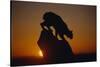 Bobcat Silhouette at Sunrise-W. Perry Conway-Stretched Canvas