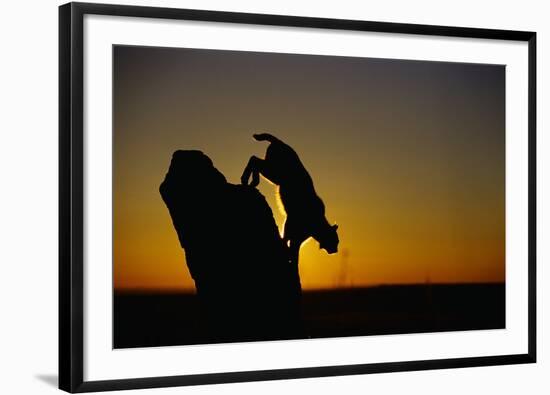 Bobcat Silhouette at Sunrise-W. Perry Conway-Framed Premium Photographic Print