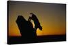 Bobcat Silhouette at Sunrise-W. Perry Conway-Stretched Canvas