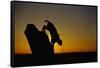 Bobcat Silhouette at Sunrise-W. Perry Conway-Framed Stretched Canvas