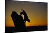 Bobcat Silhouette at Sunrise-W. Perry Conway-Stretched Canvas