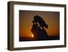 Bobcat Silhouette at Sunrise-W. Perry Conway-Framed Photographic Print