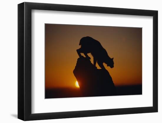 Bobcat Silhouette at Sunrise-W. Perry Conway-Framed Photographic Print