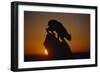 Bobcat Silhouette at Sunrise-W. Perry Conway-Framed Photographic Print