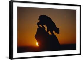 Bobcat Silhouette at Sunrise-W. Perry Conway-Framed Photographic Print