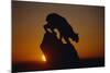 Bobcat Silhouette at Sunrise-W. Perry Conway-Mounted Photographic Print