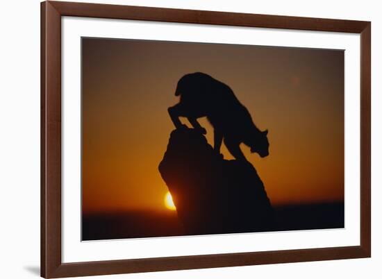 Bobcat Silhouette at Sunrise-W. Perry Conway-Framed Photographic Print