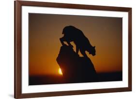 Bobcat Silhouette at Sunrise-W. Perry Conway-Framed Photographic Print