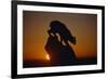 Bobcat Silhouette at Sunrise-W. Perry Conway-Framed Photographic Print