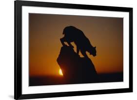 Bobcat Silhouette at Sunrise-W. Perry Conway-Framed Photographic Print