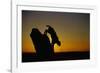 Bobcat Silhouette at Sunrise-W. Perry Conway-Framed Photographic Print