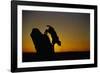 Bobcat Silhouette at Sunrise-W. Perry Conway-Framed Photographic Print