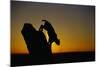 Bobcat Silhouette at Sunrise-W. Perry Conway-Mounted Photographic Print