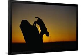 Bobcat Silhouette at Sunrise-W. Perry Conway-Framed Photographic Print