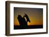 Bobcat Silhouette at Sunrise-W. Perry Conway-Framed Photographic Print