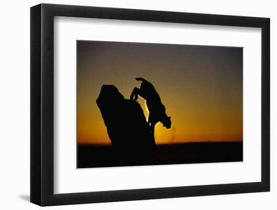 Bobcat Silhouette at Sunrise-W. Perry Conway-Framed Photographic Print