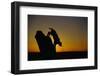 Bobcat Silhouette at Sunrise-W. Perry Conway-Framed Photographic Print