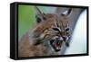 Bobcat Snarling-W^ Perry Conway-Framed Stretched Canvas