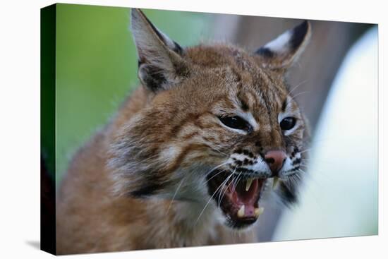 Bobcat Snarling-W^ Perry Conway-Stretched Canvas