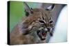 Bobcat Snarling-W^ Perry Conway-Stretched Canvas