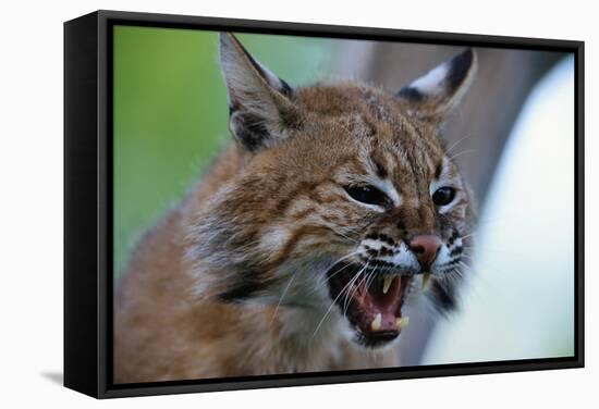 Bobcat Snarling-W^ Perry Conway-Framed Stretched Canvas