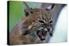 Bobcat Snarling-W^ Perry Conway-Stretched Canvas
