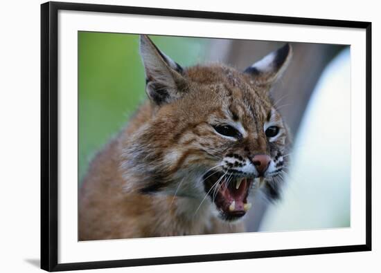 Bobcat Snarling-W^ Perry Conway-Framed Premium Photographic Print