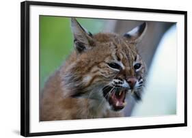 Bobcat Snarling-W^ Perry Conway-Framed Premium Photographic Print