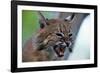 Bobcat Snarling-W^ Perry Conway-Framed Premium Photographic Print