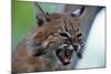 Bobcat Snarling-W^ Perry Conway-Mounted Premium Photographic Print