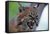Bobcat Snarling-W^ Perry Conway-Framed Stretched Canvas
