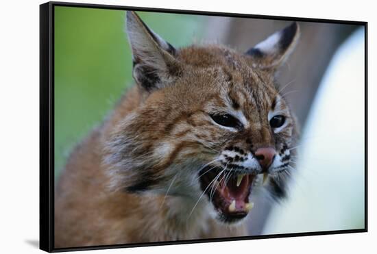 Bobcat Snarling-W^ Perry Conway-Framed Stretched Canvas