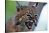 Bobcat Snarling-W^ Perry Conway-Stretched Canvas