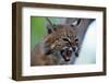 Bobcat Snarling-W^ Perry Conway-Framed Photographic Print