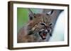 Bobcat Snarling-W^ Perry Conway-Framed Photographic Print