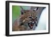 Bobcat Snarling-W^ Perry Conway-Framed Photographic Print