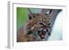 Bobcat Snarling-W^ Perry Conway-Framed Photographic Print