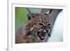 Bobcat Snarling-W^ Perry Conway-Framed Photographic Print