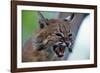 Bobcat Snarling-W^ Perry Conway-Framed Photographic Print