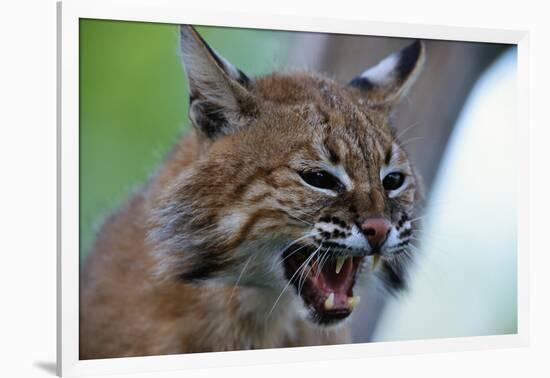 Bobcat Snarling-W^ Perry Conway-Framed Photographic Print